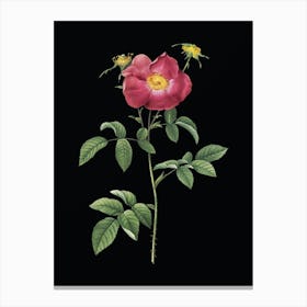 Vintage Stapelia Rose Bloom Botanical Illustration on Solid Black n.0372 Canvas Print