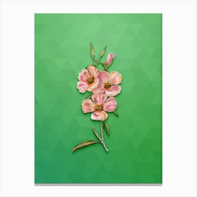 Vintage Pink Ruddy Godetia Botanical Art on Classic Green n.1827 Canvas Print