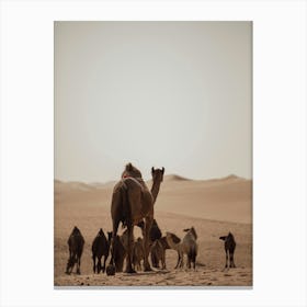 Caravan of Camels leader- Al Wathba Abu Dhabi UAE photo print - moody animal photography art Art Print Canvas Print