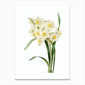 Vintage Bunch Flowered Daffodil Botanical Illustration on Pure White n.0667 Canvas Print