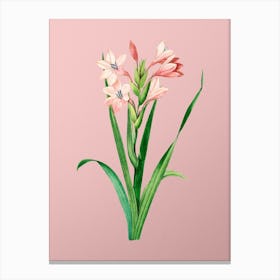 Vintage Gladiolus Saccatus Botanical on Soft Pink n.0514 Canvas Print