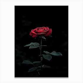 Dark Rose 151 Canvas Print