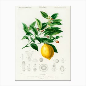 Lemon (Citrus Limonium), Charles Dessalines D' Orbigny Canvas Print