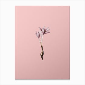 Vintage Autumn Crocus Botanical on Soft Pink n.0077 Canvas Print