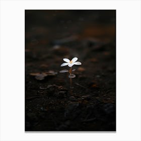 Small White Flower 2 Canvas Print