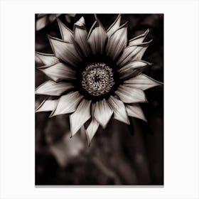 Sunflower In Black And White Canvas Print