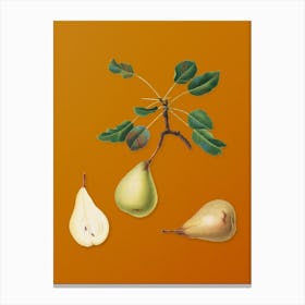 Vintage Pear Botanical on Sunset Orange n.0938 Canvas Print