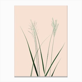 Grass Plant Minimalist Illustration 3 Canvas Print