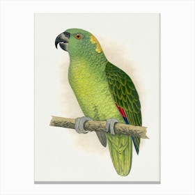 Parrot 30 Canvas Print