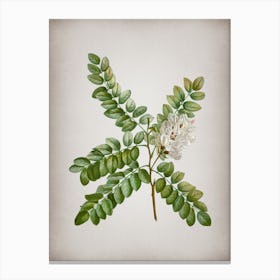 Vintage Clammy Locust Botanical on Parchment Canvas Print