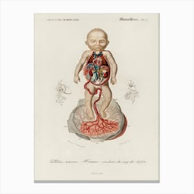 Circulation Of The Blood In A Fetus, Charles Dessalines D'Orbigny Canvas Print