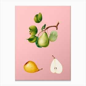 Vintage Pear Botanical on Soft Pink n.0903 Canvas Print