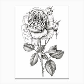 Roses Sketch 35 Canvas Print