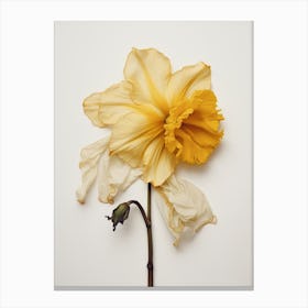 Pressed Flower Botanical Art Daffodil 1 Canvas Print
