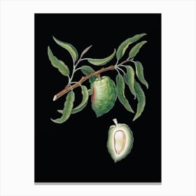 Vintage Almond Botanical Illustration on Solid Black n.0797 Canvas Print