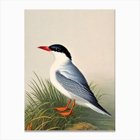 Common Tern 2 James Audubon Vintage Style Bird Canvas Print
