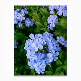 Blue plambago flowers Canvas Print