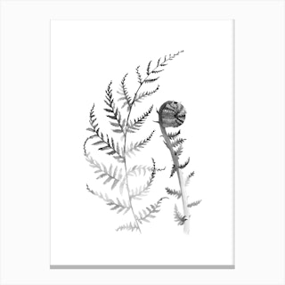 Black and White Young Fern A Canvas Print
