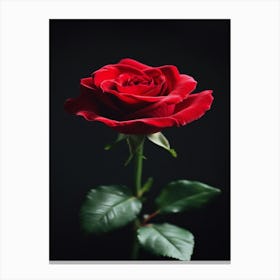 Red Rose On Black Background 35 Canvas Print