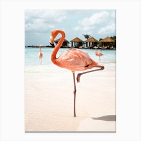 Pink Flamingo On Aruba Island Canvas Print