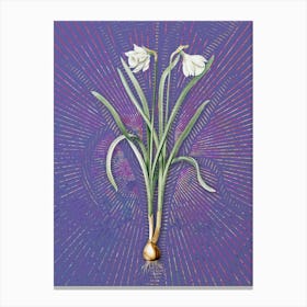 Vintage Narcissus Candidissimus Botanical Illustration on Veri Peri n.0081 Canvas Print