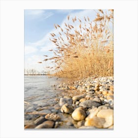 Reeds On The Shore Canvas Print
