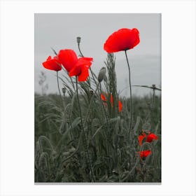 Red Poppies photo art photorgaphy grey gray floral flower nature color calm muted vertical kitchen living room Canvas Print