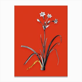 Vintage Crytanthus Vittatus Black and White Gold Leaf Floral Art on Tomato Red n.0122 Canvas Print