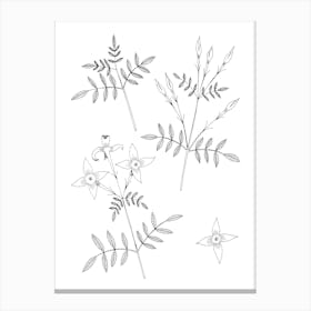 Jasmine Flowers On White Canvas Print
