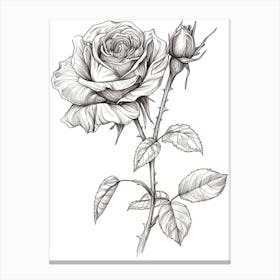 English Rose Black And White Line Drawing 41 Canvas Print
