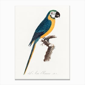 Blue & Yellow Macaw From Natural History Of Parrots, Francois Levaillant Canvas Print