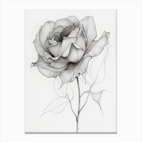 English Rose Black And White Line Drawing 11 Canvas Print