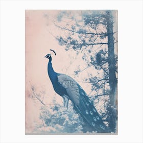 Peacock In The Snowy Tree Cyanotype Canvas Print