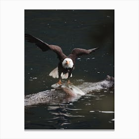 Bald Eagle Hunting Canvas Print