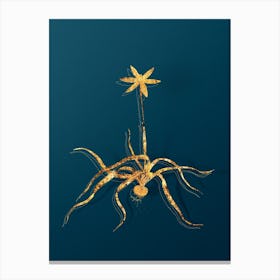 Vintage Hypoxis Stellata Botanical in Gold on Teal Blue Canvas Print
