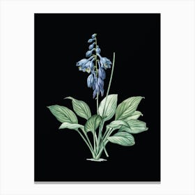 Vintage Daylily Botanical Illustration on Solid Black n.0020 Canvas Print