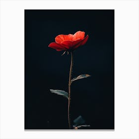 Single Red Poppy 2 Canvas Print