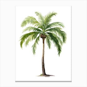 Palm Tree Isolated On White Canvas Print