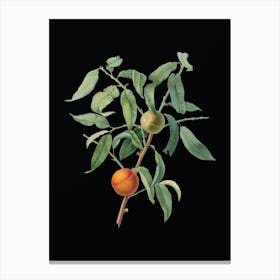 Vintage Peach Botanical Illustration on Solid Black n.0574 Canvas Print