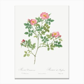 Corymb Rose, Pierre Joseph Redoute Canvas Print