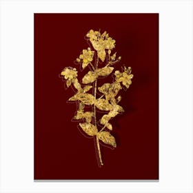 Vintage Stinking Tutsan Botanical in Gold on Red n.0127 Canvas Print