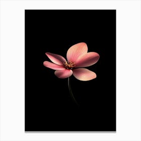 Pink Flower On Black Background Canvas Print