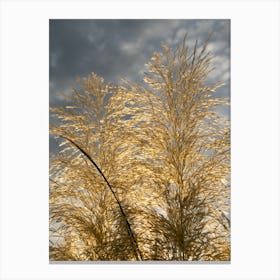 Golden pampas grass and overcast sky Canvas Print