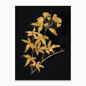Vintage Lady Bank's Rose Botanical in Gold on Black n.0271 Canvas Print