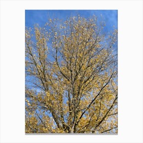 Autumn Tree 16 Canvas Print