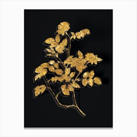 Vintage Sweetbriar Rose Botanical in Gold on Black n.0037 Canvas Print