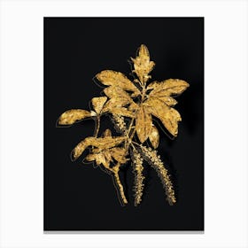 Vintage Swamp Titi Leaves Botanical in Gold on Black n.0164 Canvas Print