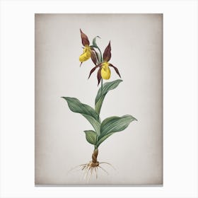 Vintage Lady's Slipper Orchid Botanical on Parchment n.0234 Canvas Print