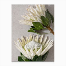 White Protea Flowers Canvas Print