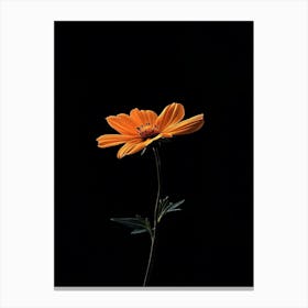 Single Flower On A Black Background 1 Canvas Print